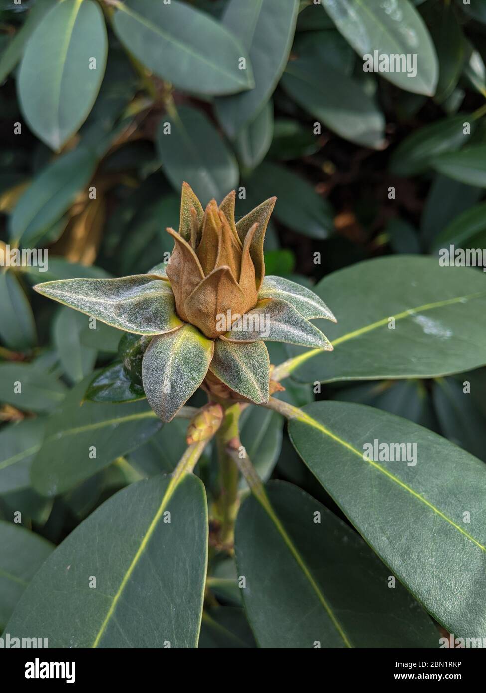 Growing rhododendron flower, rhododendron bud Stock Photo Alamy