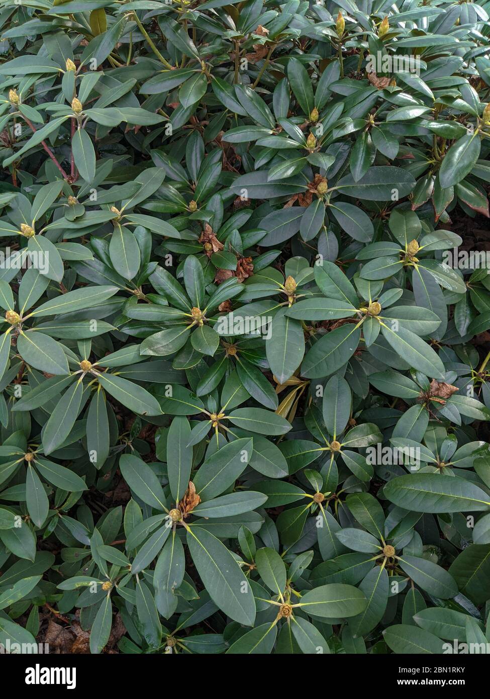 Luxuriant bush of rhododendron, full of buds in a lush green foliage Stock Photo