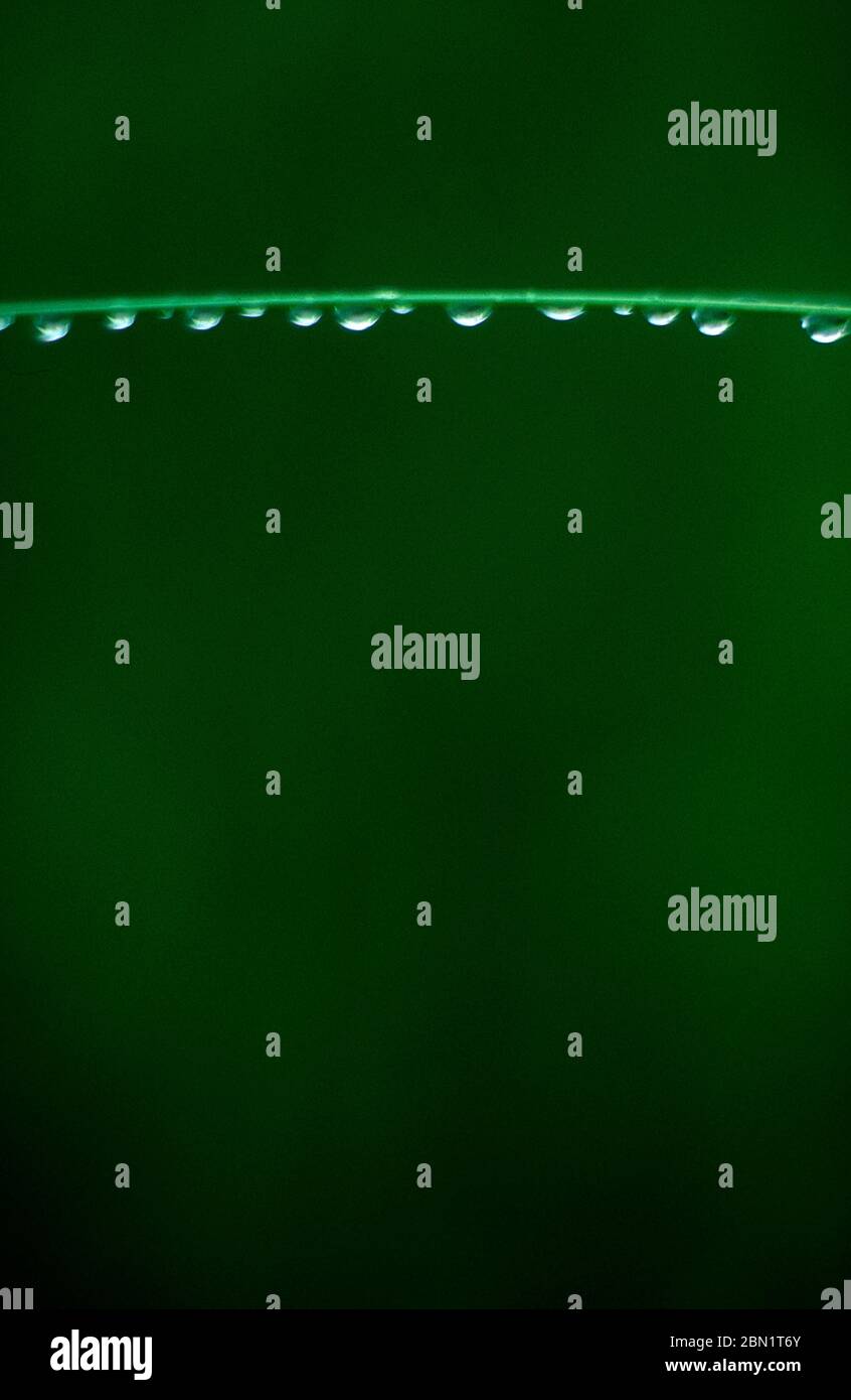 Green wire with waterdrops on green background Stock Photo