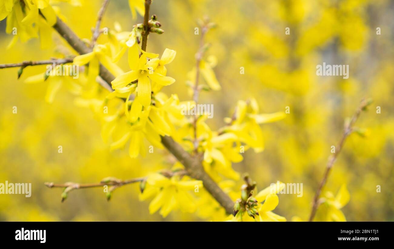 Yellow flowers on a branch of a tree blooming in spring. Blurred yellow flowering background. Forsythia, olive family Stock Photo