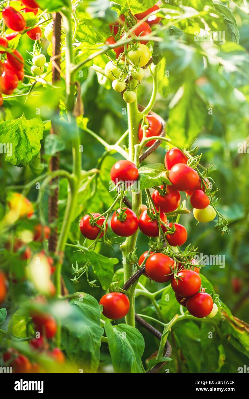 Ripe tomato plant growing in greenhouse. Fresh bunch of red natural ...
