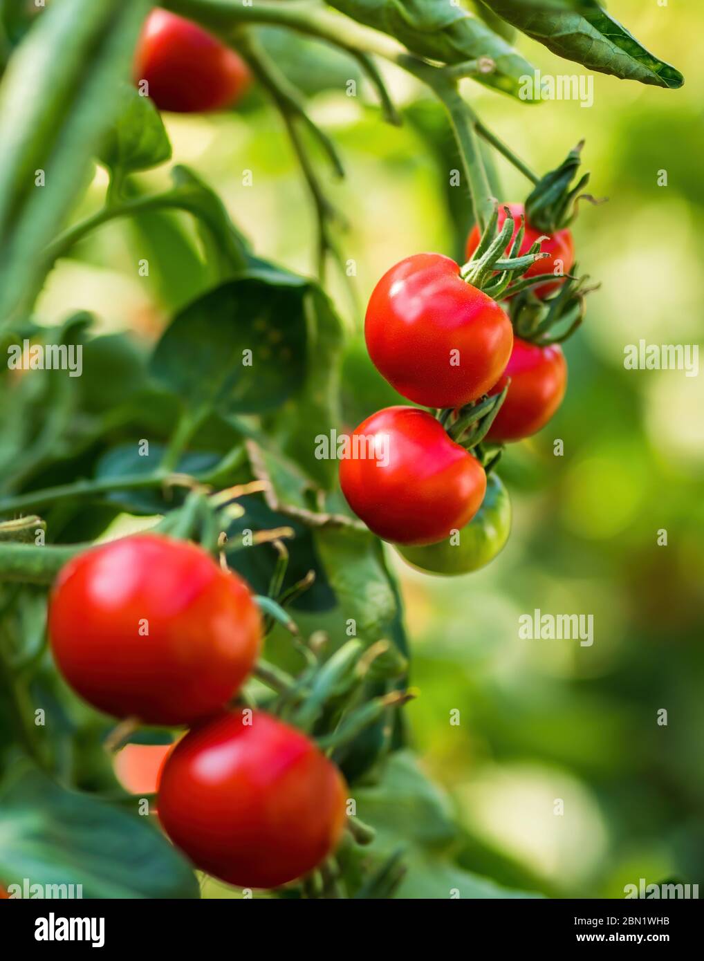 Ripe tomato plant growing in greenhouse. Fresh bunch of red natural ...