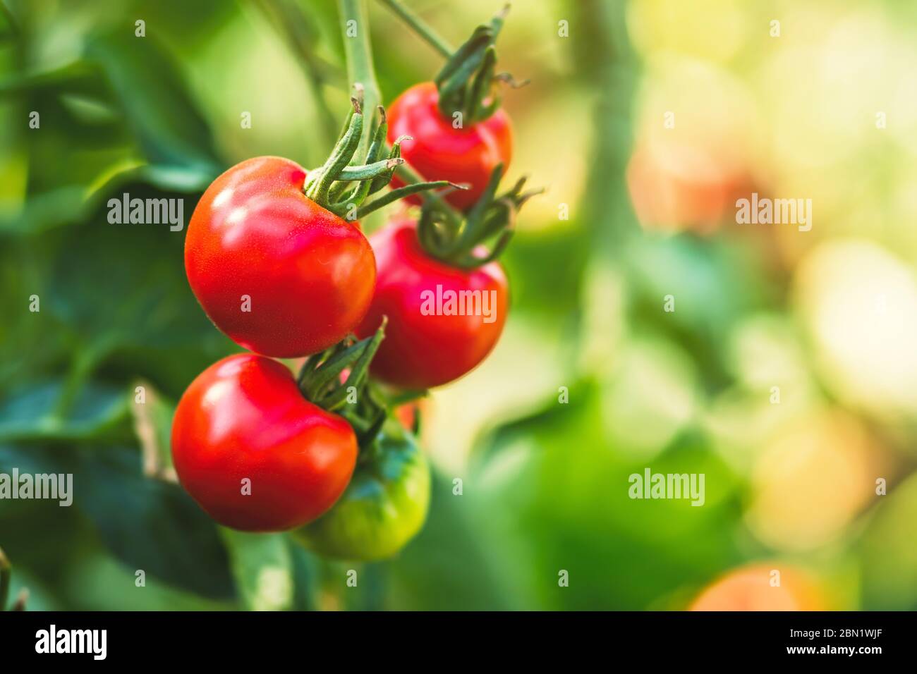 Ripe tomato plant growing in greenhouse. Fresh bunch of red natural ...