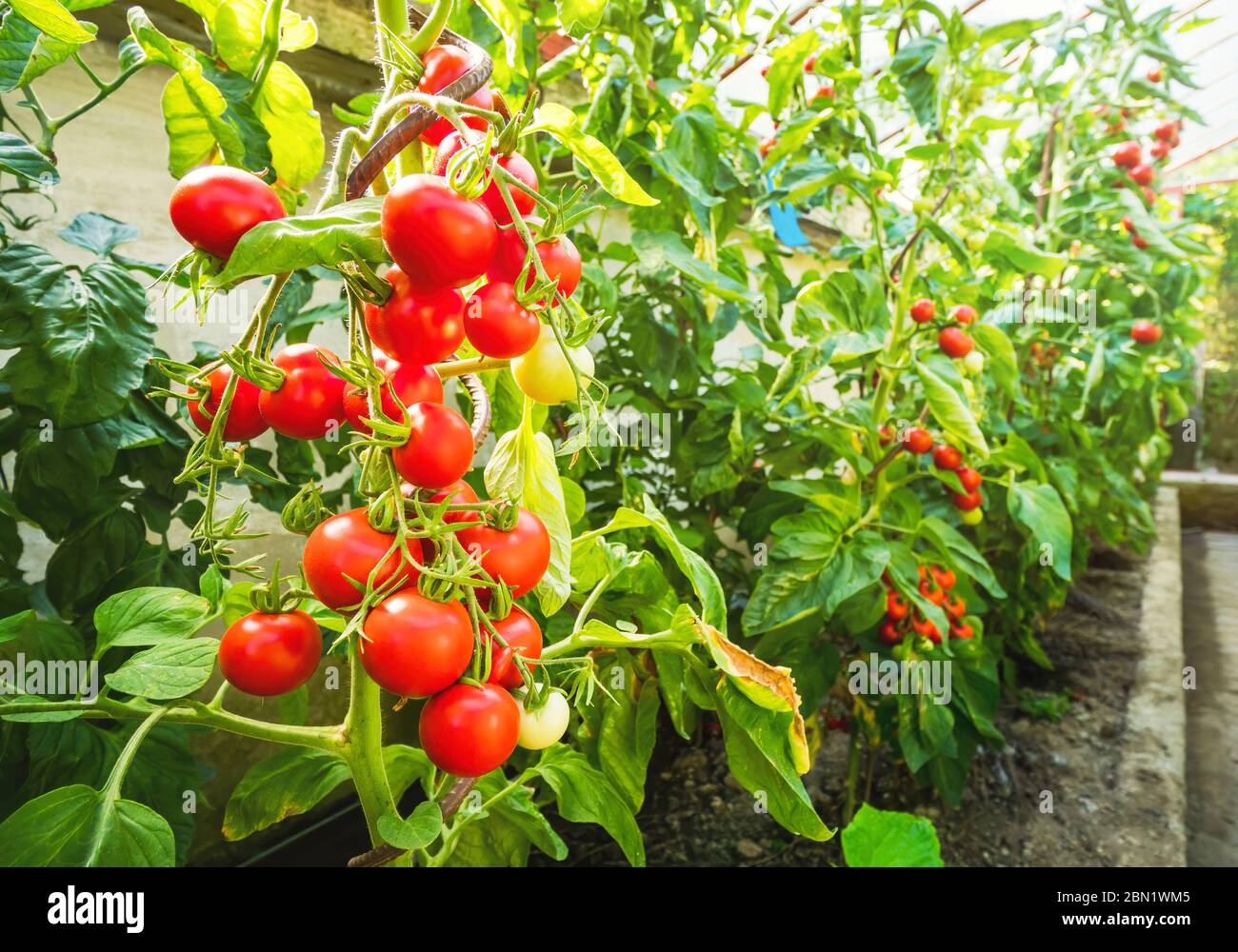 Ripe tomato plant growing in greenhouse. Fresh bunch of red natural ...