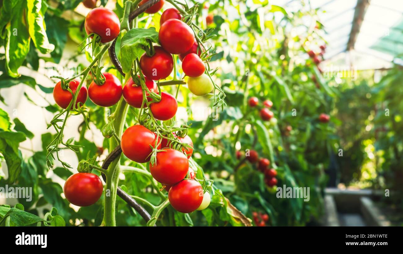 Ripe tomato plant growing in greenhouse. Fresh bunch of red natural ...