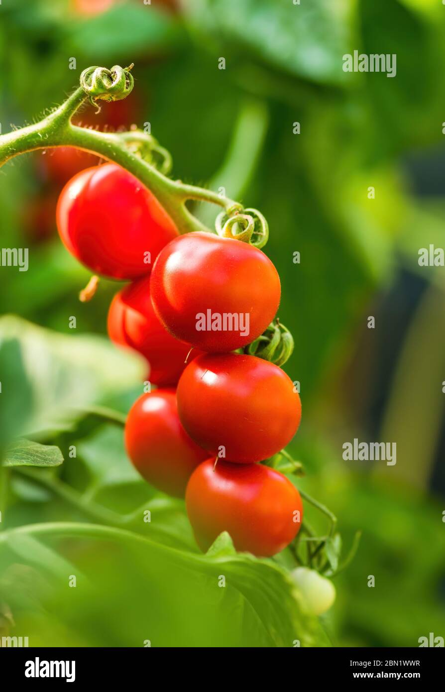 Ripe tomato plant growing in greenhouse. Fresh bunch of red natural ...