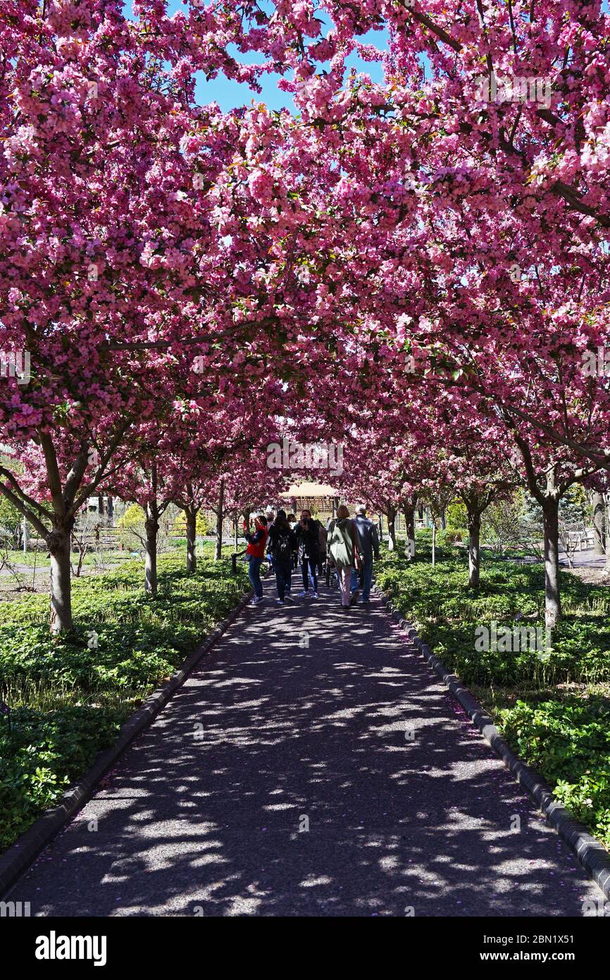Blooming pink cherry blossom tree arch at 'MISSOURI BOTANICAL GARDEN