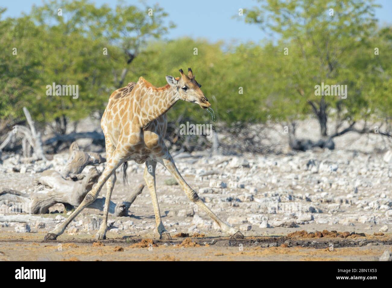 Giraffe (Giraffa camelopardalis), adult drinking at waterhole,  Etosha National Park, Namibia. Stock Photo