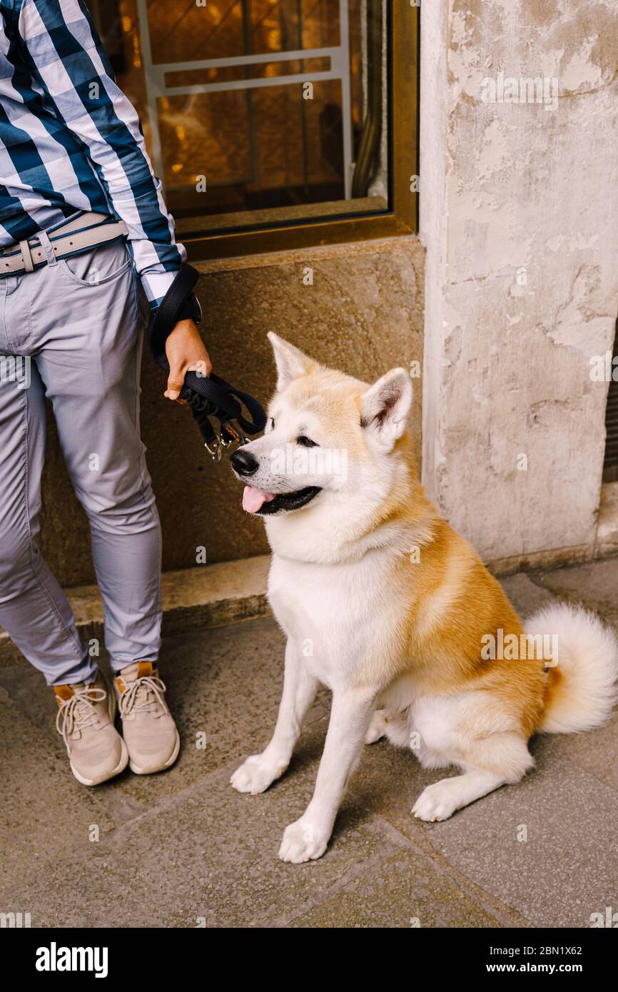 yellow akita