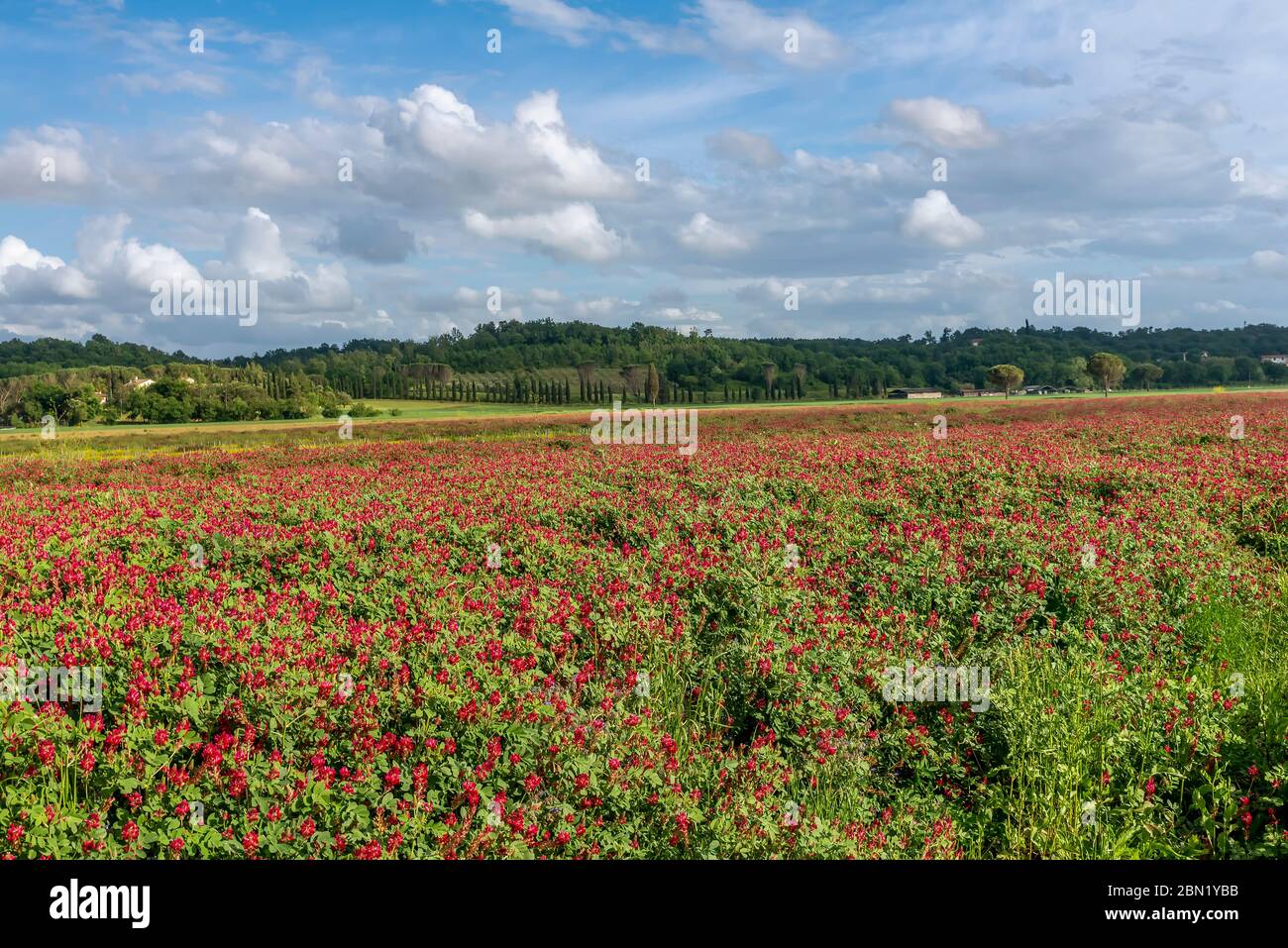 A field covered with red flowers of Hedysarum coronarium commonly called french honeysuckle, with a row of cypresses in the background in the Tuscan c Stock Photo