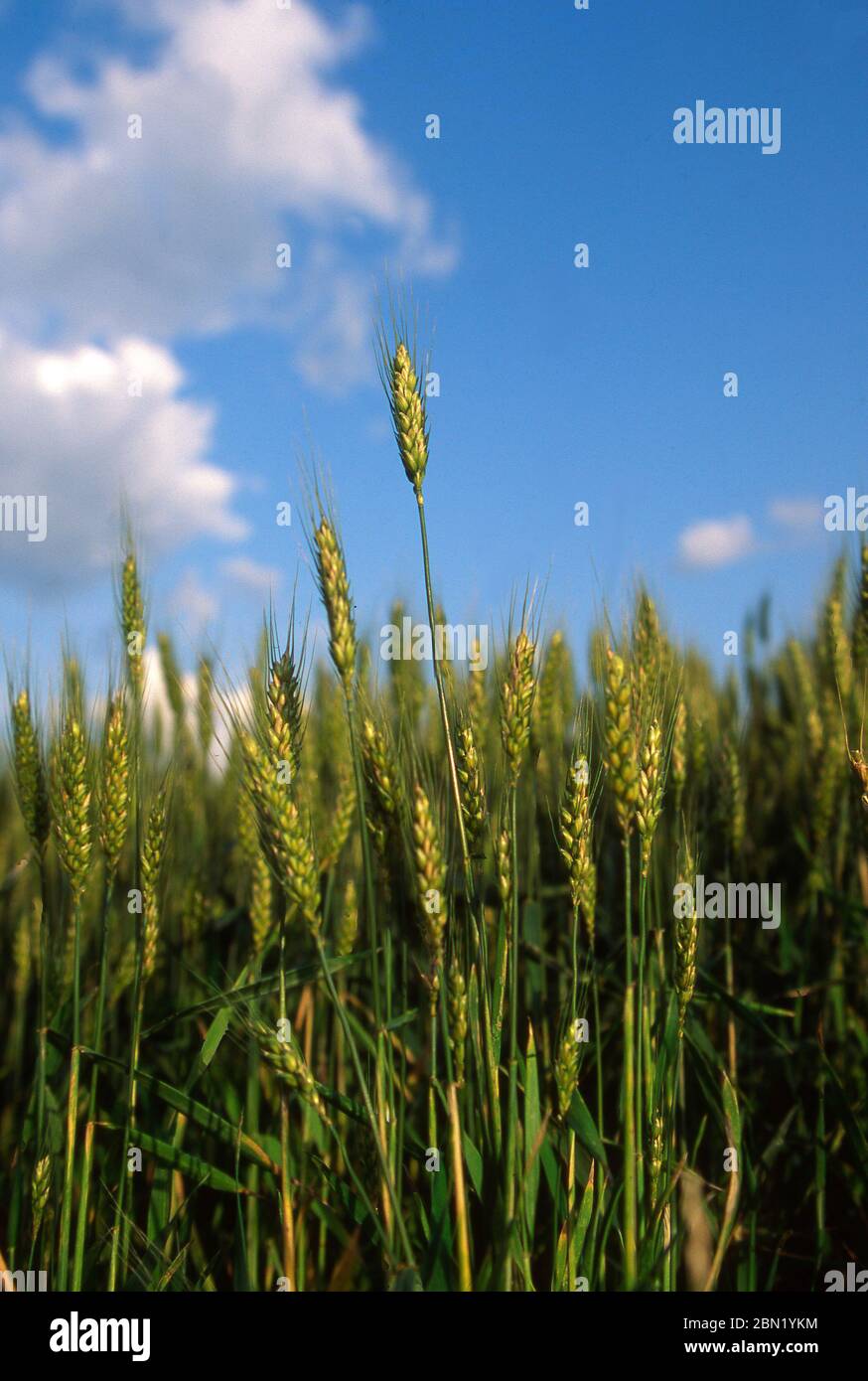 Vertical shot of a wheat field Stock Photo