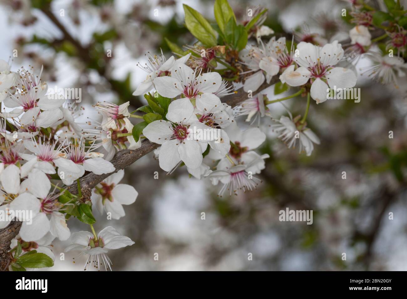 Kirschpflaume, Kirsch-Pflaume, Myrobalane, Türkenkirsche, Wildpflaume, Wildobst, Obst, Prunus cerasifera, Prunus cerasifera subsp. myrobalana, Prunus Stock Photo