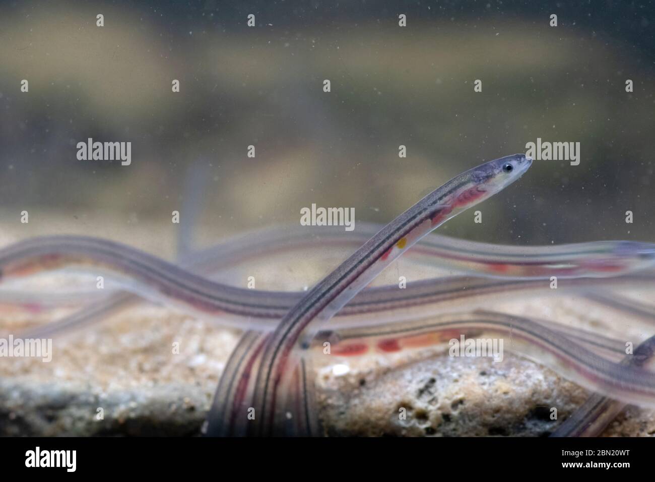 European eel, anguilla anguilla, glass eels on the riverbed, river