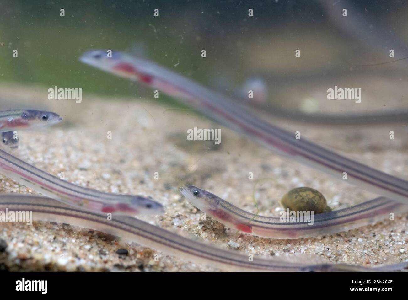 European eel, anguilla anguilla, glass eels on the riverbed, river