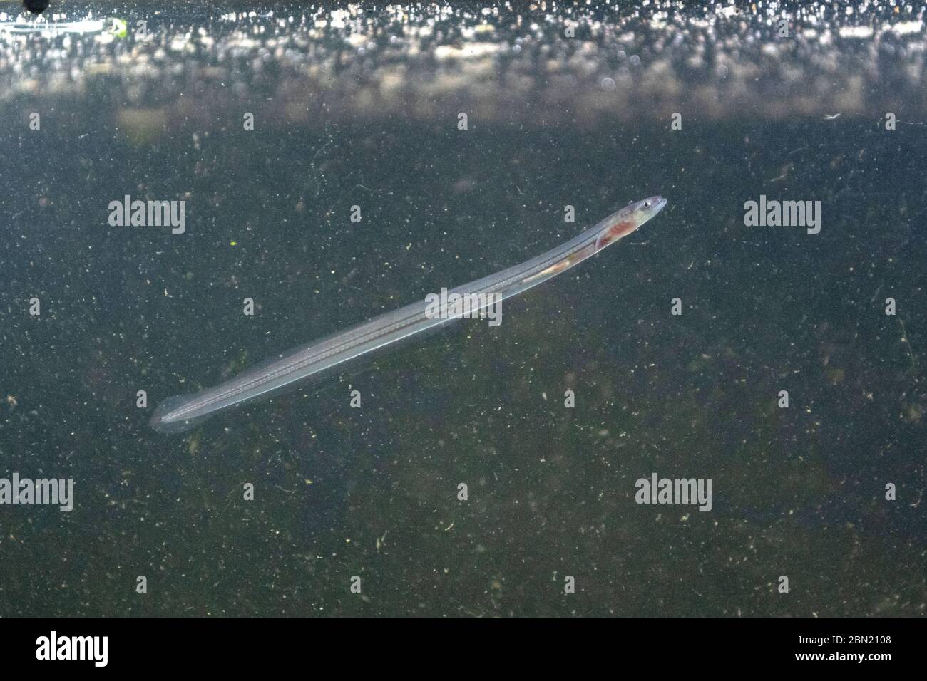 European eel, anguilla anguilla, glass eels on the riverbed, river