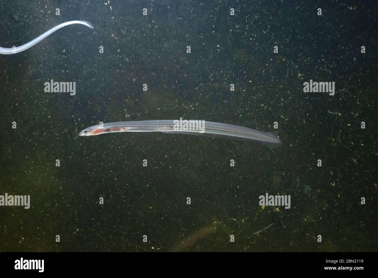 European eel, anguilla anguilla, glass eels on the riverbed, river