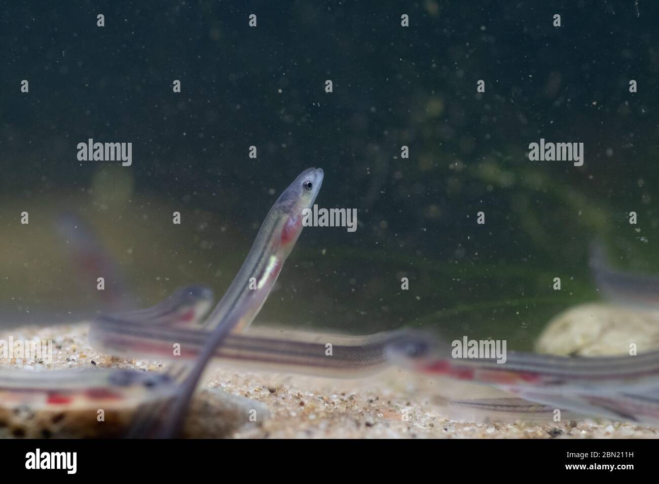 European eel, anguilla anguilla, glass eels on the riverbed, river