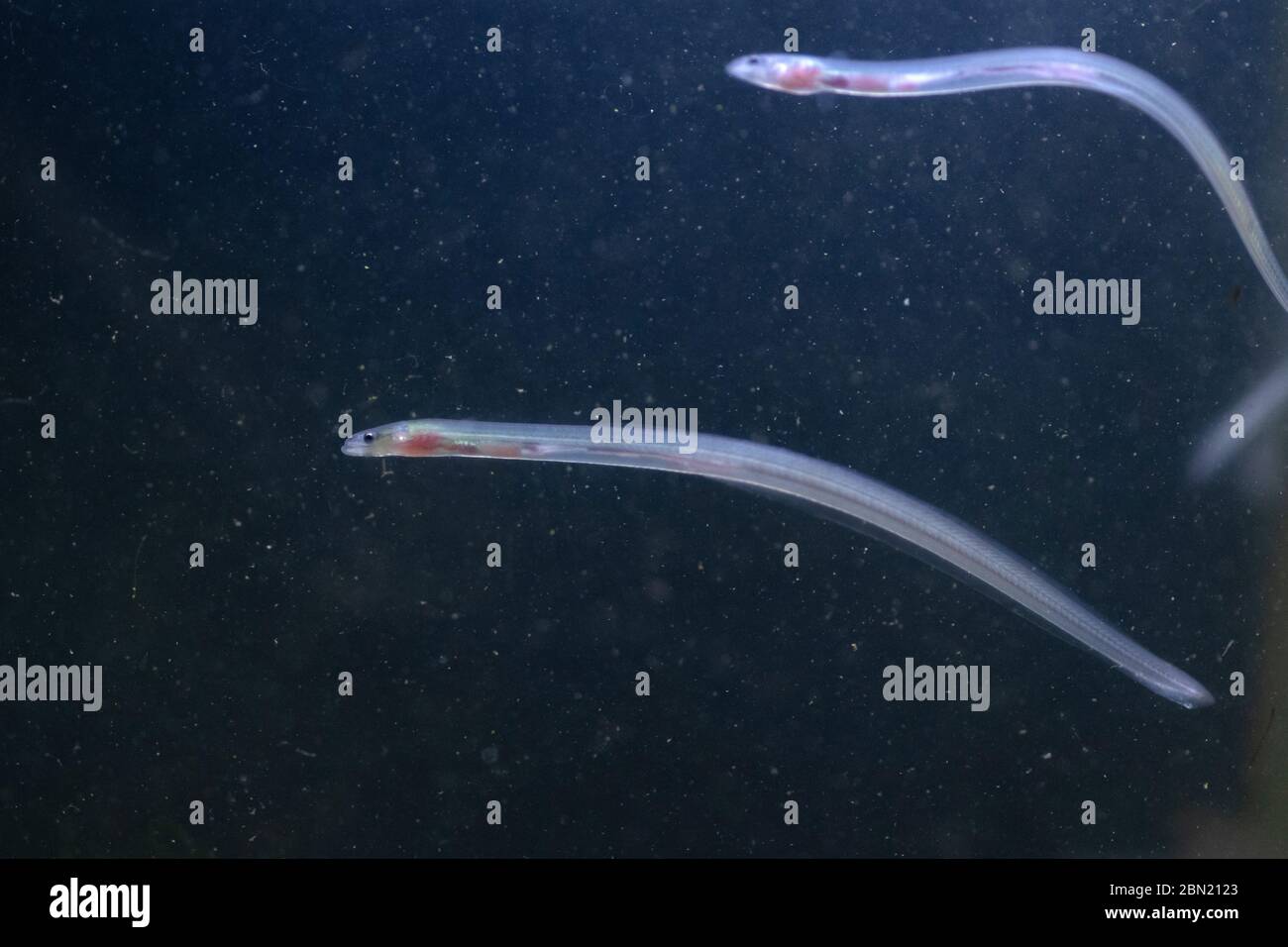 European eel, anguilla anguilla, glass eels on the riverbed, river