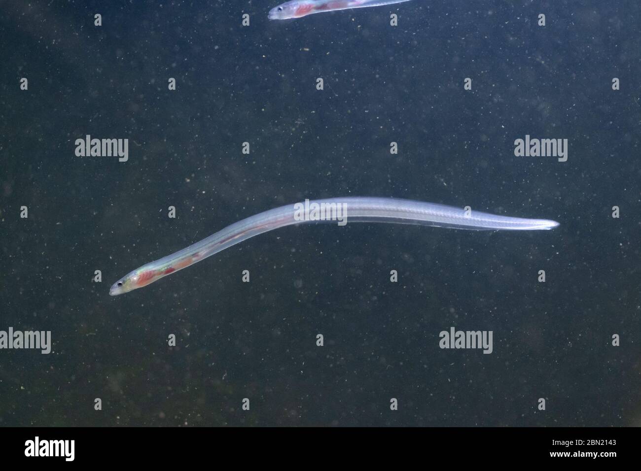 European eel, anguilla anguilla, glass eels on the riverbed, river