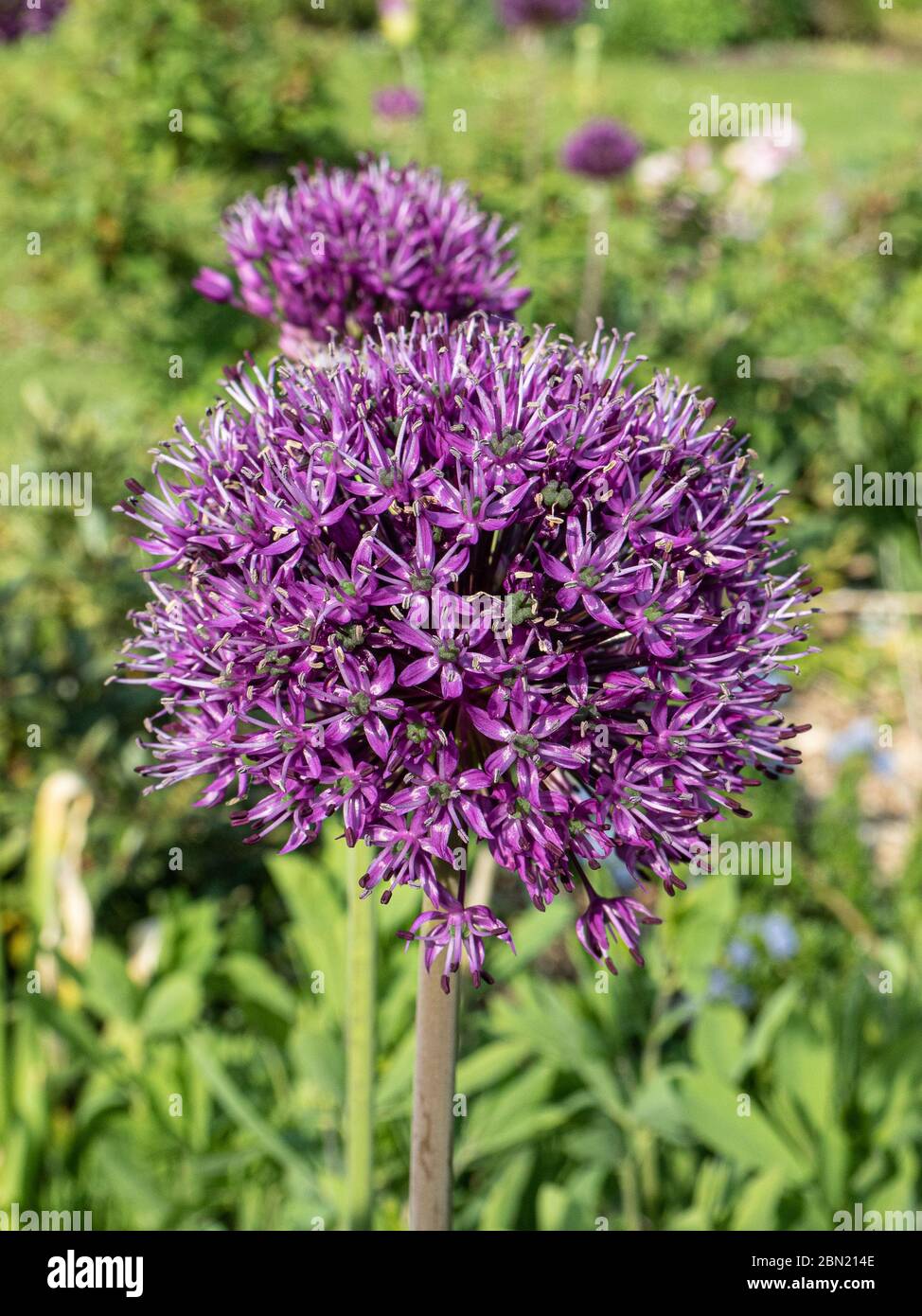A group of flowers of the early flowering Allium Purple Sensation Stock Photo