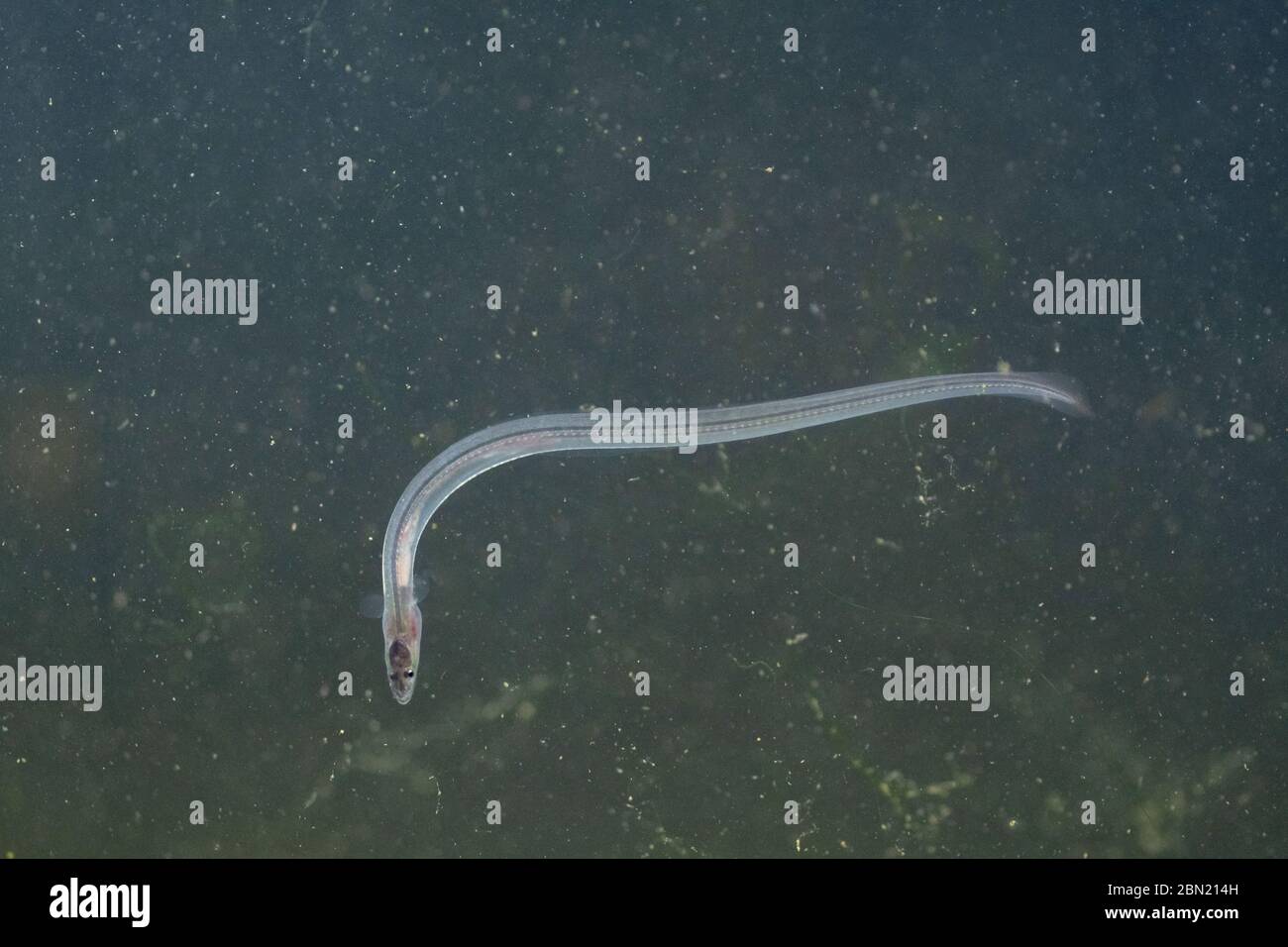 European eel, anguilla anguilla, glass eels on the riverbed, river