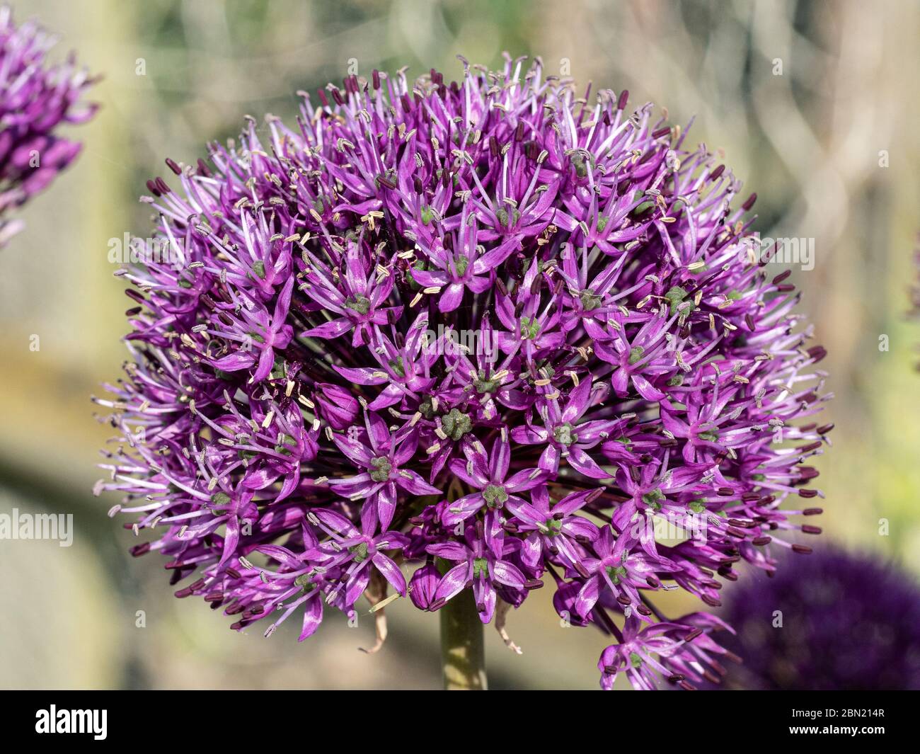 A close up of a single flowerhead of Allium Purple Sensation Stock Photo