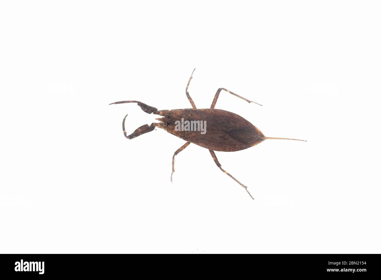 water scorpion, Nepa cinerea, white backdrop, Nottingham, May Stock Photo