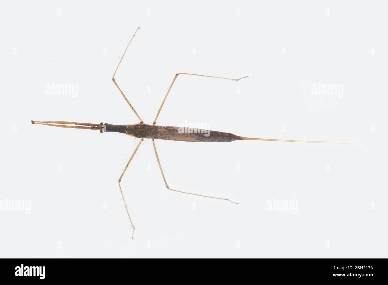 Water stick insect,  Ranatra linearis, Nottingham, May Stock Photo