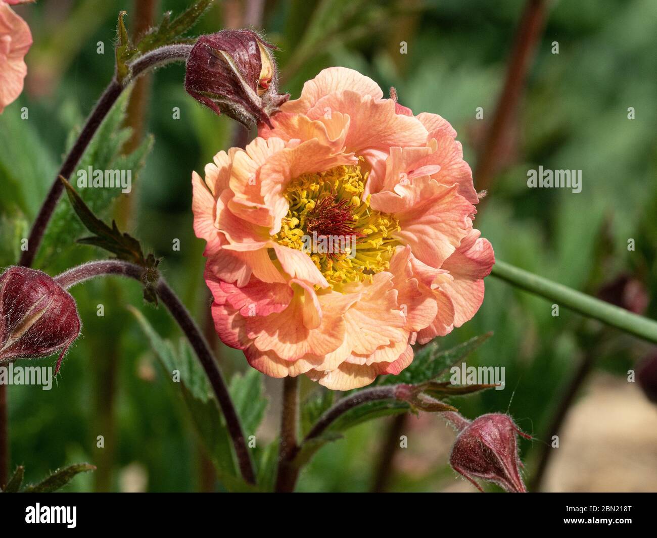 A close up of the apricot coloured flower of Geum rivale Mai Tai Stock Photo