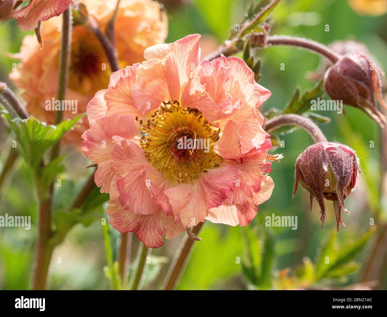 A close up of the apricot coloured flower of Geum rivale Mai Tai Stock Photo