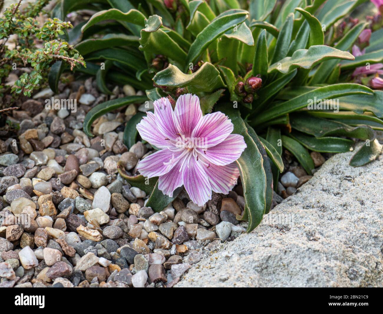 A plant of Lewisia Little Plum flowering in the corner of a trough garden Stock Photo