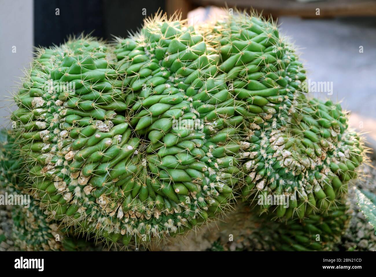 Closeup Potted Mammillaria Elongata Cristata or Brain Cactus with Selective Focus Stock Photo