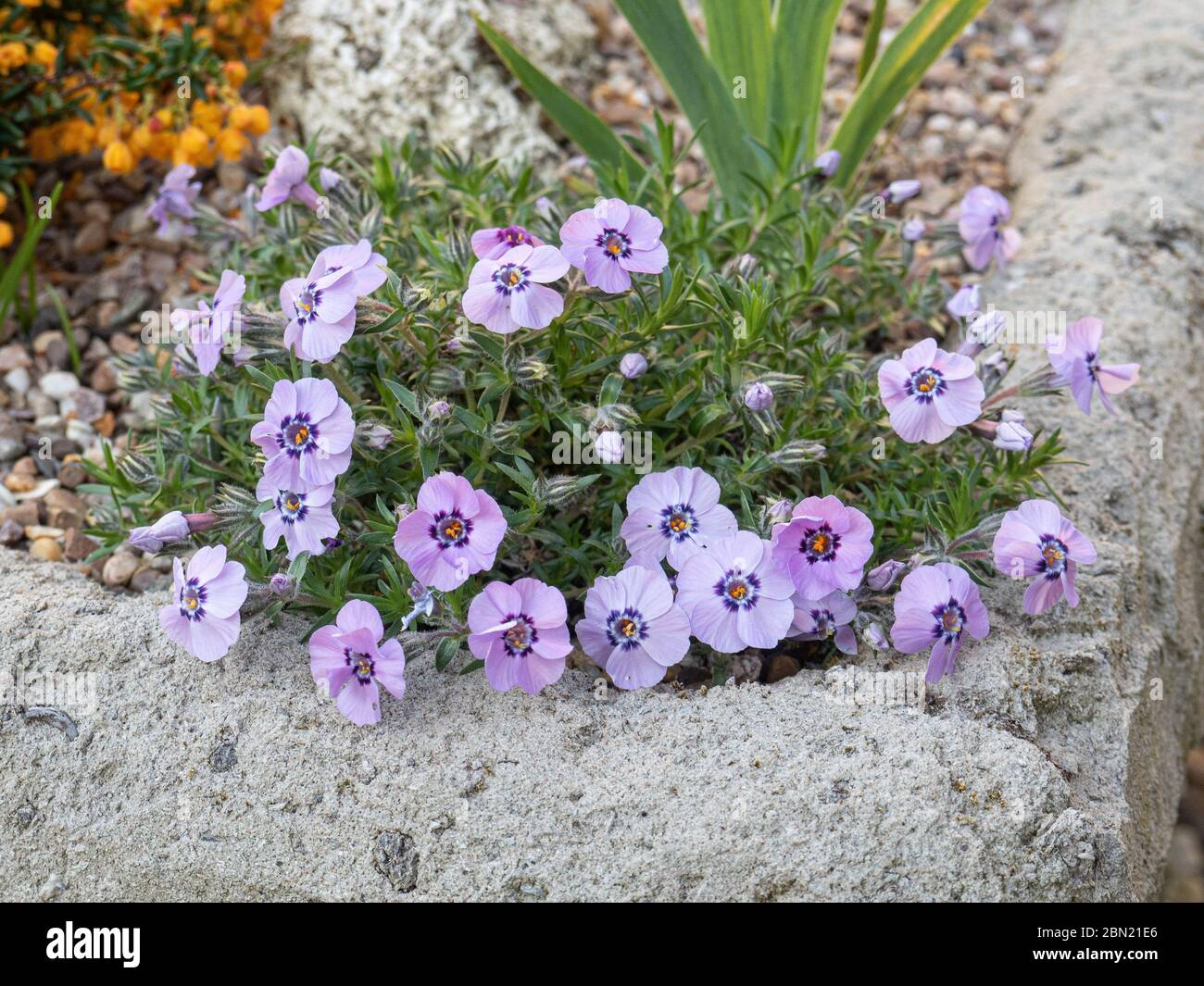 A plant of Phlox douglasii 'Boothmans Variety' growing on the corner of a trough garden Stock Photo