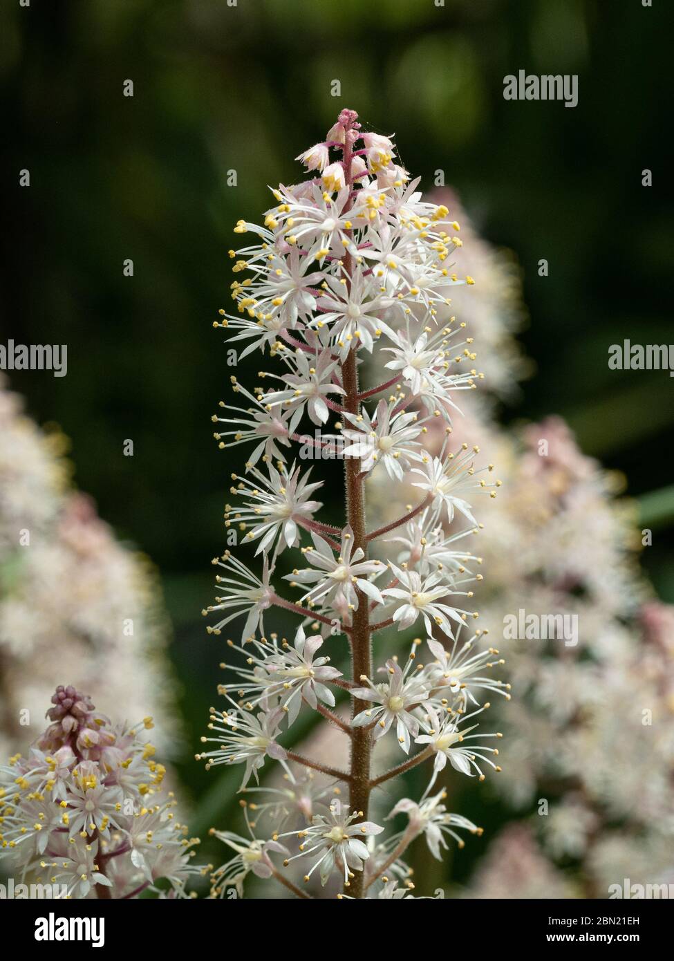 A close up of part of the white flowerhead of Tiarella Ink Spot Stock Photo
