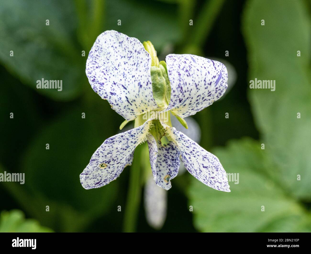 A close up of the delicate white and purple spotted flower of Viola sororia 'Freckles' Stock Photo