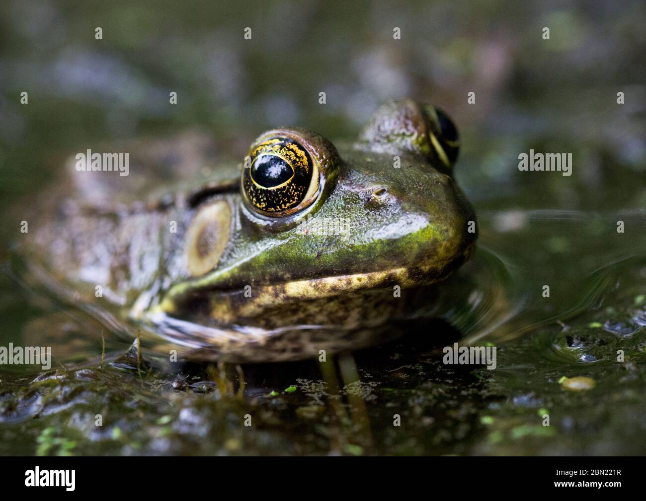 A male bullfrog (Lithobates catesbeianus or Rana catesbeiana) sits partially submerged in water in the Yale Preserve in Woodbridge, CT, USA Stock Photo