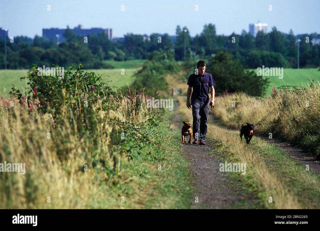 Man Walking His Dogs Proposed Sight Of Green Fields Urban Development Great Park Newcastle Upon Tyne Stock Photo Alamy