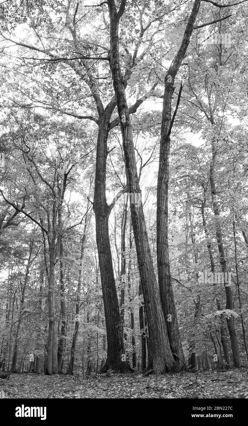 New oak quercus tree Black and White Stock Photos Images Alamy