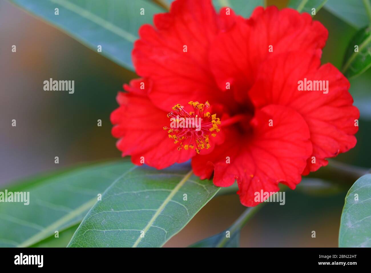 hibiscus flower on the mango leaves background Stock Photo