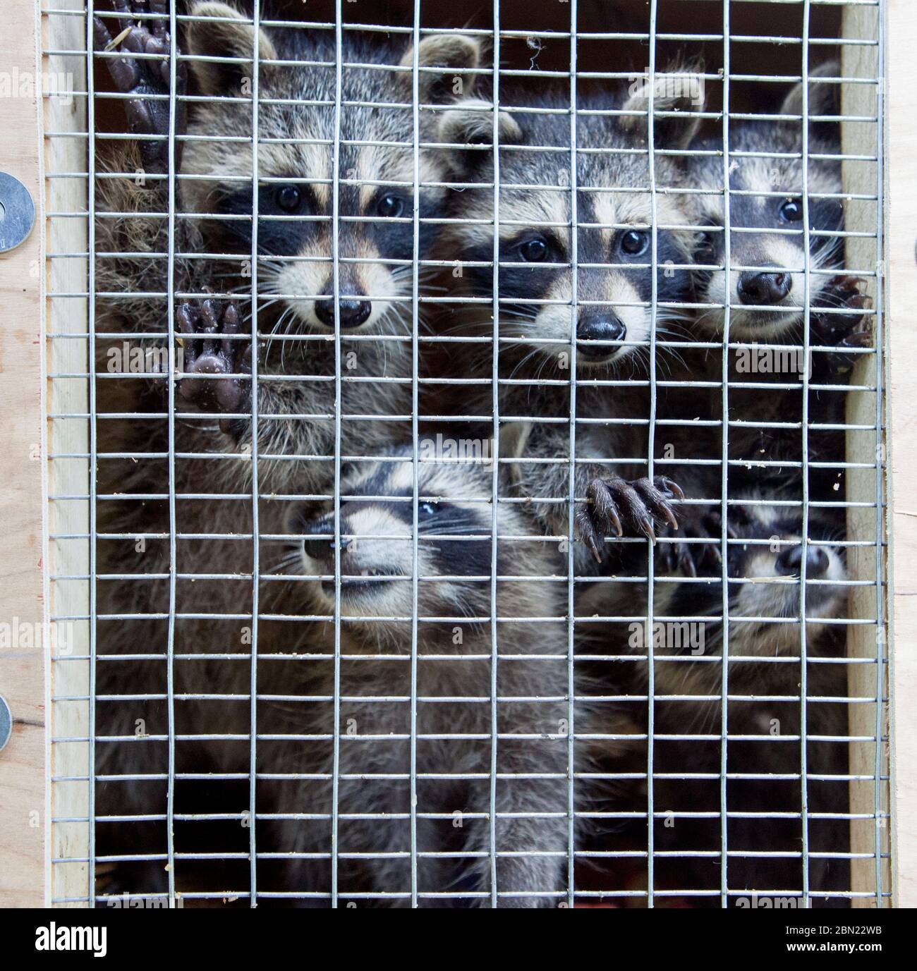 Five raccoons look out from their enclosure at the home of a wildlife rehabber in Massachusetts, USA Stock Photo