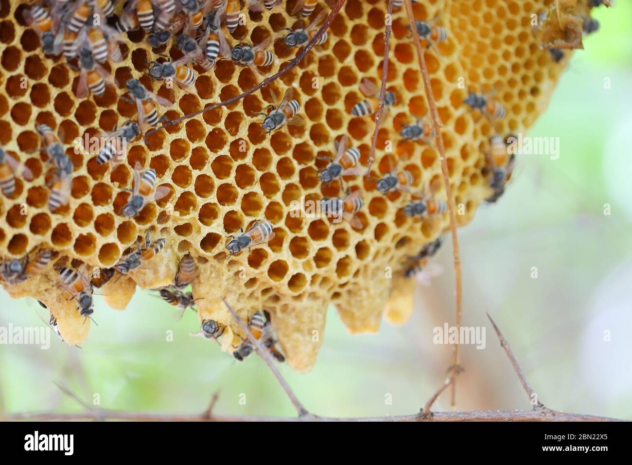 Close up honeycomb honey bee design hi-res stock photography and images ...