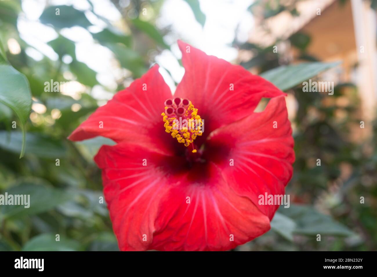 Closeup of the flower Hibiscus rosa sinensis revealing male and female genitalia stamen and pistil Stock Photo