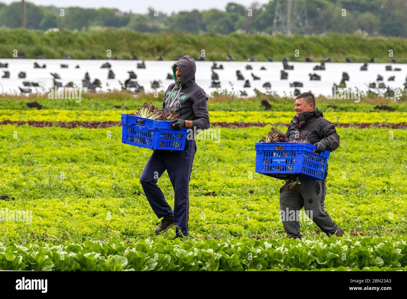 Tarleton Lancashire 12th May 2020 Uk Weather Eu Migrant