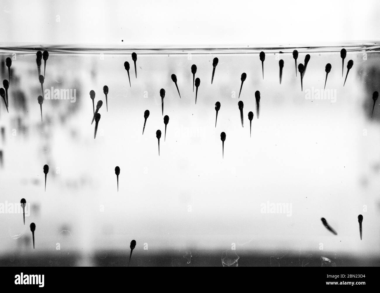 Freshly-hatched green frog (Rana clamitans) tadpoles stick to the side of a glass aquarium in a lab at the Yale School of the Environment Stock Photo