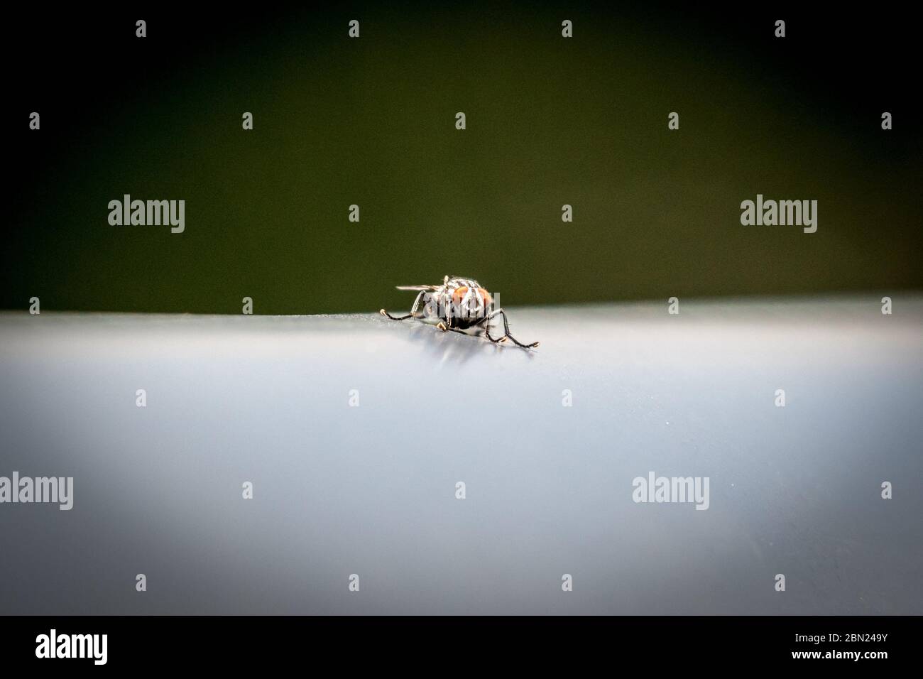 Isolated close up macro of a fruit fly on a metal rail- Israel Stock Photo