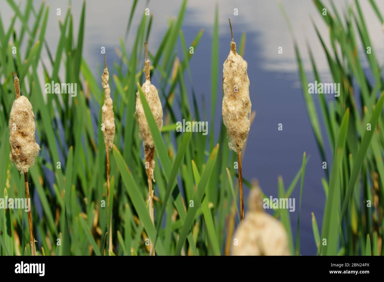Fluffy Bulrush seed heads with long green leaves by the side of a lake, Ripley, North Yorkshire, England, UK. Stock Photo