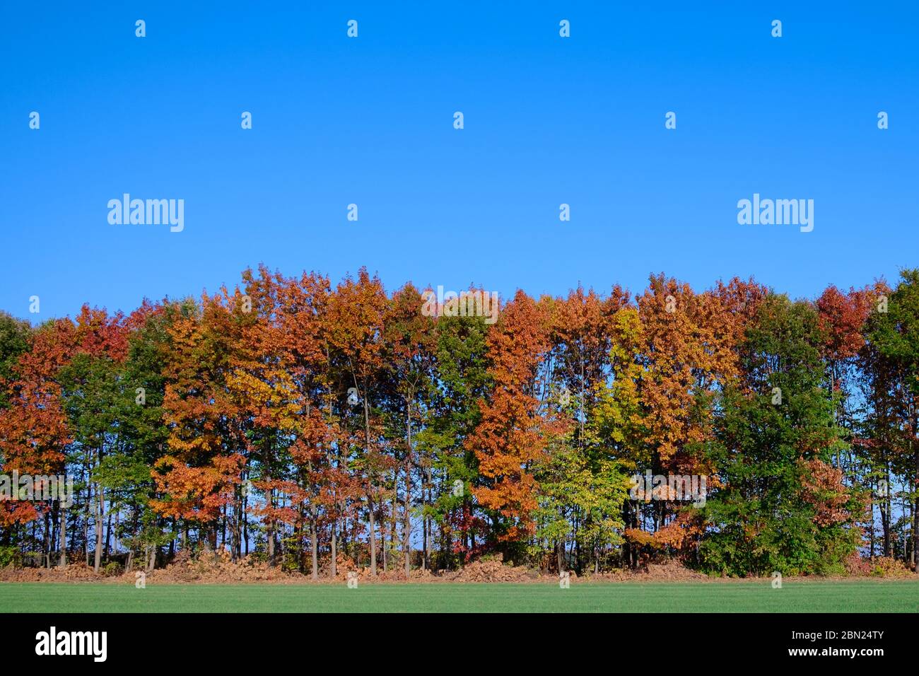 Wall of Colorful Autumn Trees with Blue Sky Background Stock Photo - Alamy