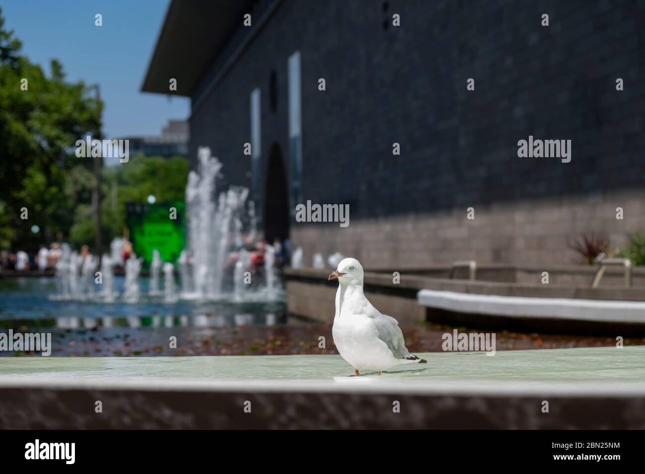 Close up of seagull in the moat of the National Gallery of Victoria, Melbourne, Victoria, Australia Stock Photo