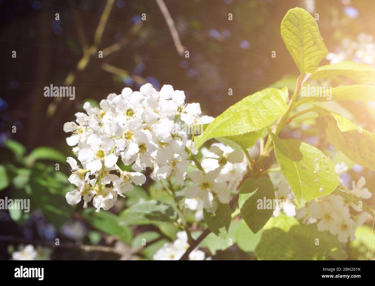 Bird cherry flowers on a tree branch. Stock Photo