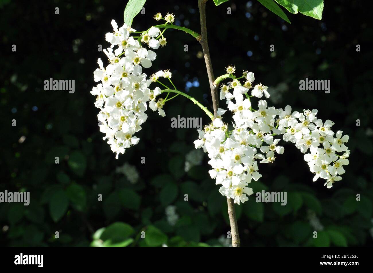 Bird cherry flowers on a tree branch. Stock Photo